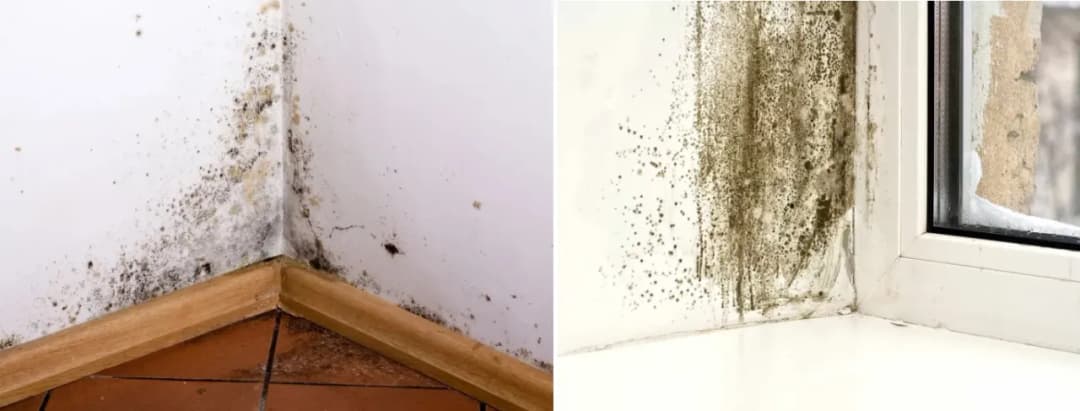 Jak napisać pismo do spółdzielni mieszkaniowej w sprawie grzyba skutecznie?