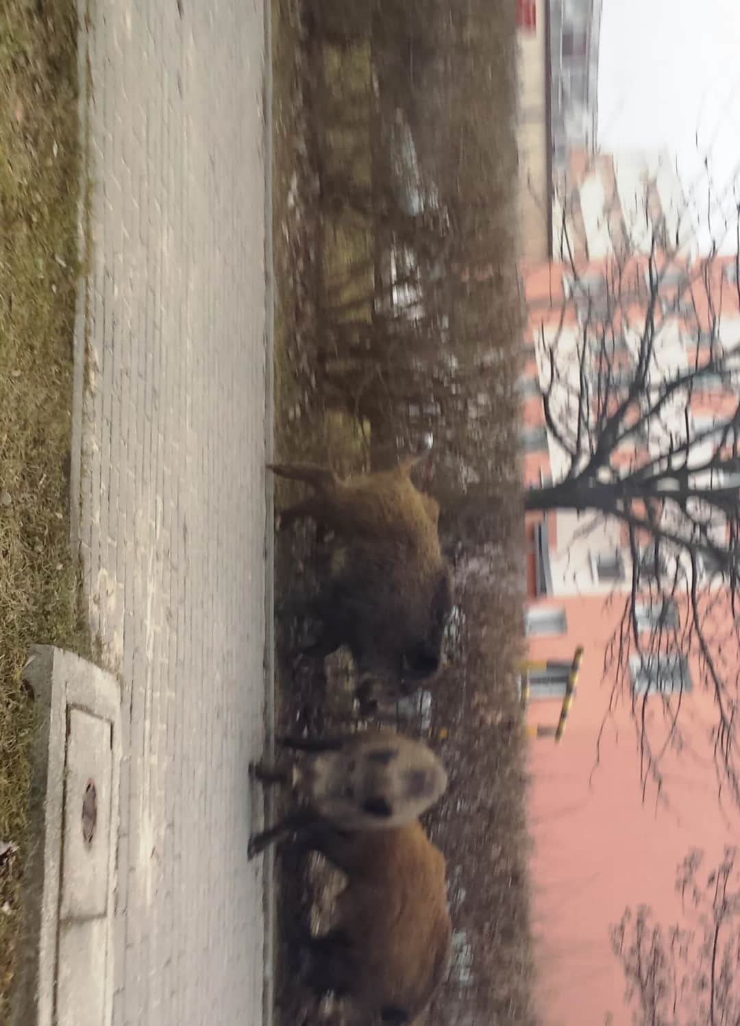 Co robić, gdy dziki na osiedlu zagrażają bezpieczeństwu mieszkańców?