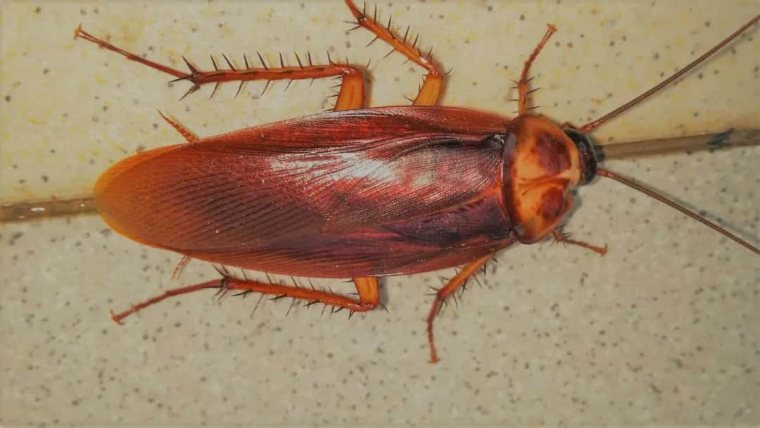 Skuteczne metody na wytępienie prusaków w bloku – uniknij infestacji