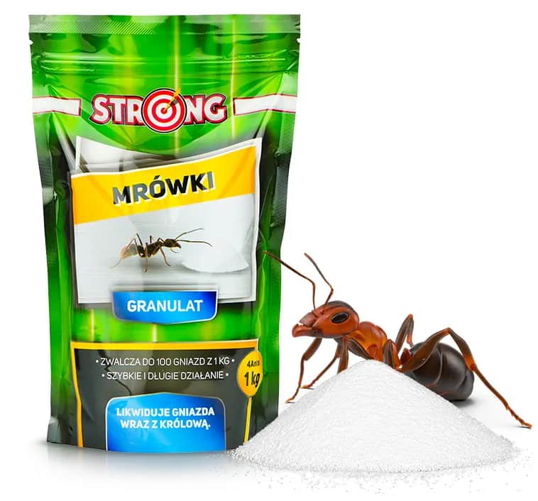 Skuteczne metody na pozbycie się mrówek z mieszkania bez chemii